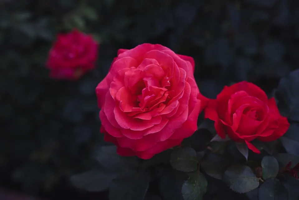 Red Roses