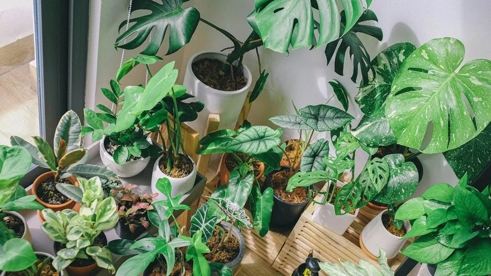 Lots of Philodendrons