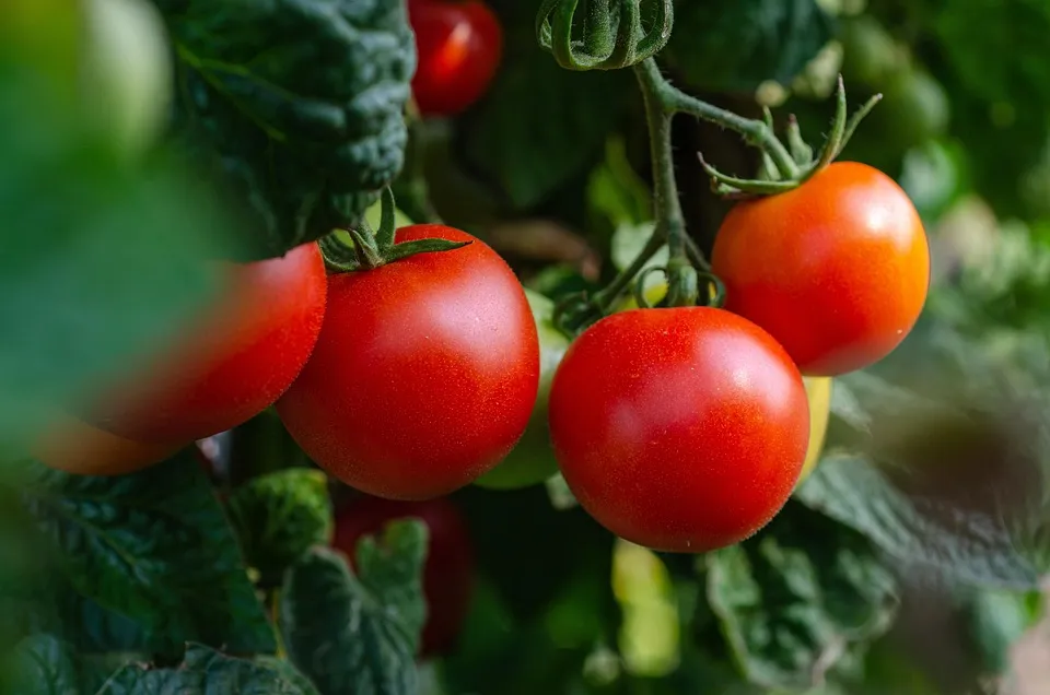 Tomato tree