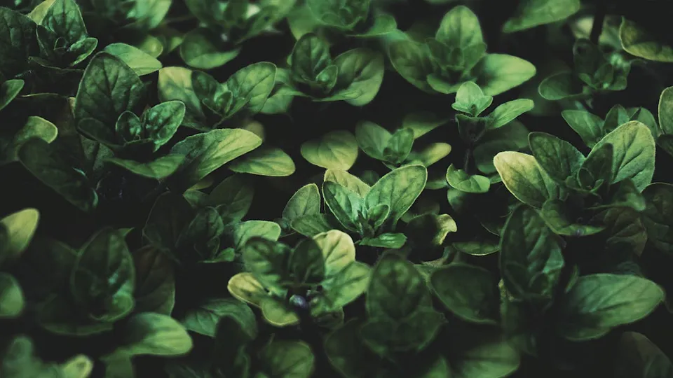 Oregano