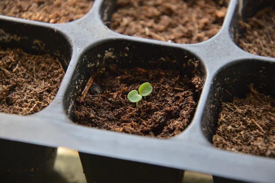 New Seedlings planting