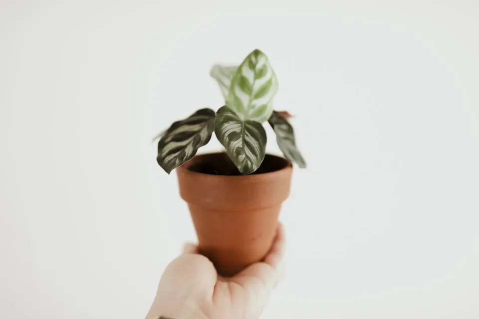 Plant room indirect light