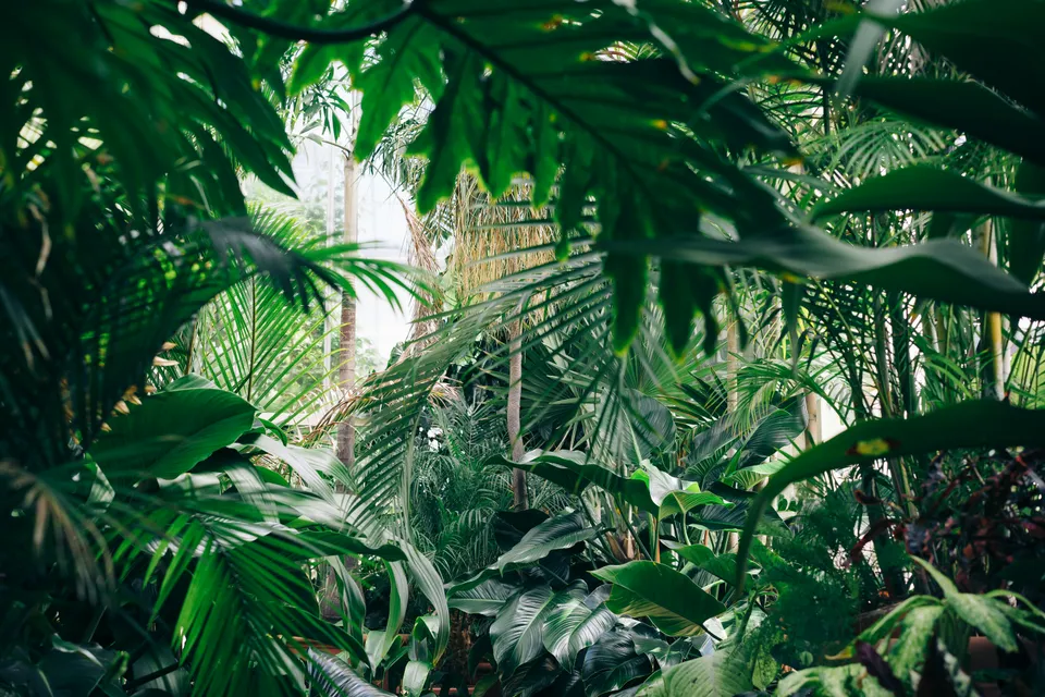 Best Plants for Indirect Light - A Guide to Thriving Green Spaces Indoors